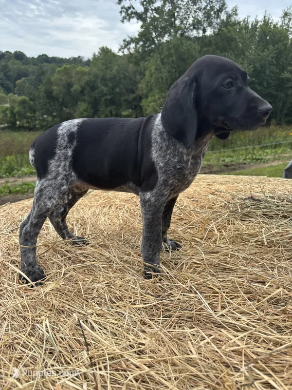 Black Pearl – German Shorthaired Pointer puppy for sale in New Philadelphia, OH