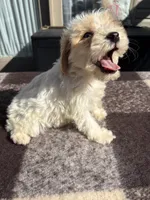 Lucy, a female Schnoodle for sale in New Philadelphia, OH – 3 of 6