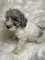 Blue Merle Gracie, a female Schnoodle for sale in New Philadelphia, OH – Photo 3 of 5
