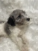 Blue Merle Gracie, a female Schnoodle for sale in New Philadelphia, OH – Photo 5 of 5