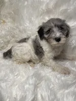 Blue Merle Gracie, a female Schnoodle for sale in New Philadelphia, OH – Photo 4 of 5
