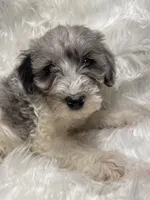 Blue Merle Gracie, a female Schnoodle for sale in New Philadelphia, OH – Photo 2 of 5