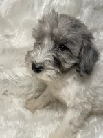 Blue Merle Gracie, a female Schnoodle for sale in New Philadelphia, OH – Photo 1 of 5