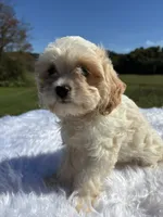 Blondie, a female Cavapoo for sale in New Philadelphia, OH – 4 of 7