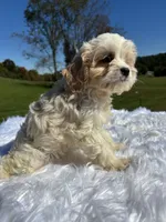 Blondie, a female Cavapoo for sale in New Philadelphia, OH – 7 of 7