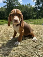 Nellie, a female Beagle for sale in New Philadelphia, OH – 5 of 6
