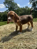 Nellie, a female Beagle for sale in New Philadelphia, OH – 2 of 6
