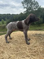Tonka, a male German Shorthaired Pointer for sale in New Philadelphia, OH – 7 of 7