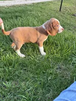 Goose, a male Beagle for sale in New Philadelphia, OH – Photo 5 of 8