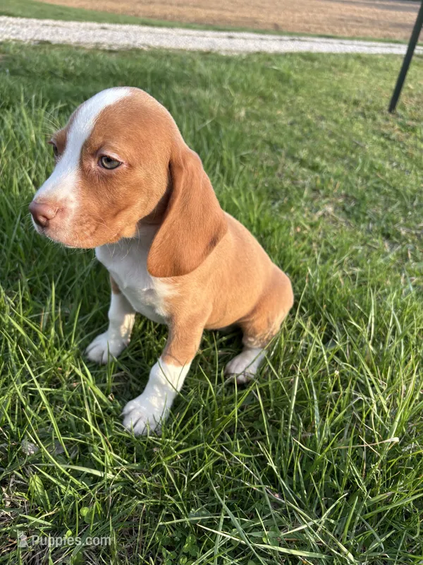 Goose – Beagle puppy for sale in New Philadelphia, OH
