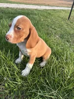 Goose, a male Beagle for sale in New Philadelphia, OH – Photo 6 of 8