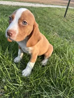 Goose, a male Beagle for sale in New Philadelphia, OH – Photo 7 of 8