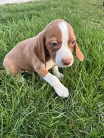 Goose, a male Beagle for sale in New Philadelphia, OH – Photo 2 of 8