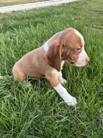 Goose, a male Beagle for sale in New Philadelphia, OH – Photo 3 of 8