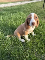 Goose, a male Beagle for sale in New Philadelphia, OH – Photo 8 of 8