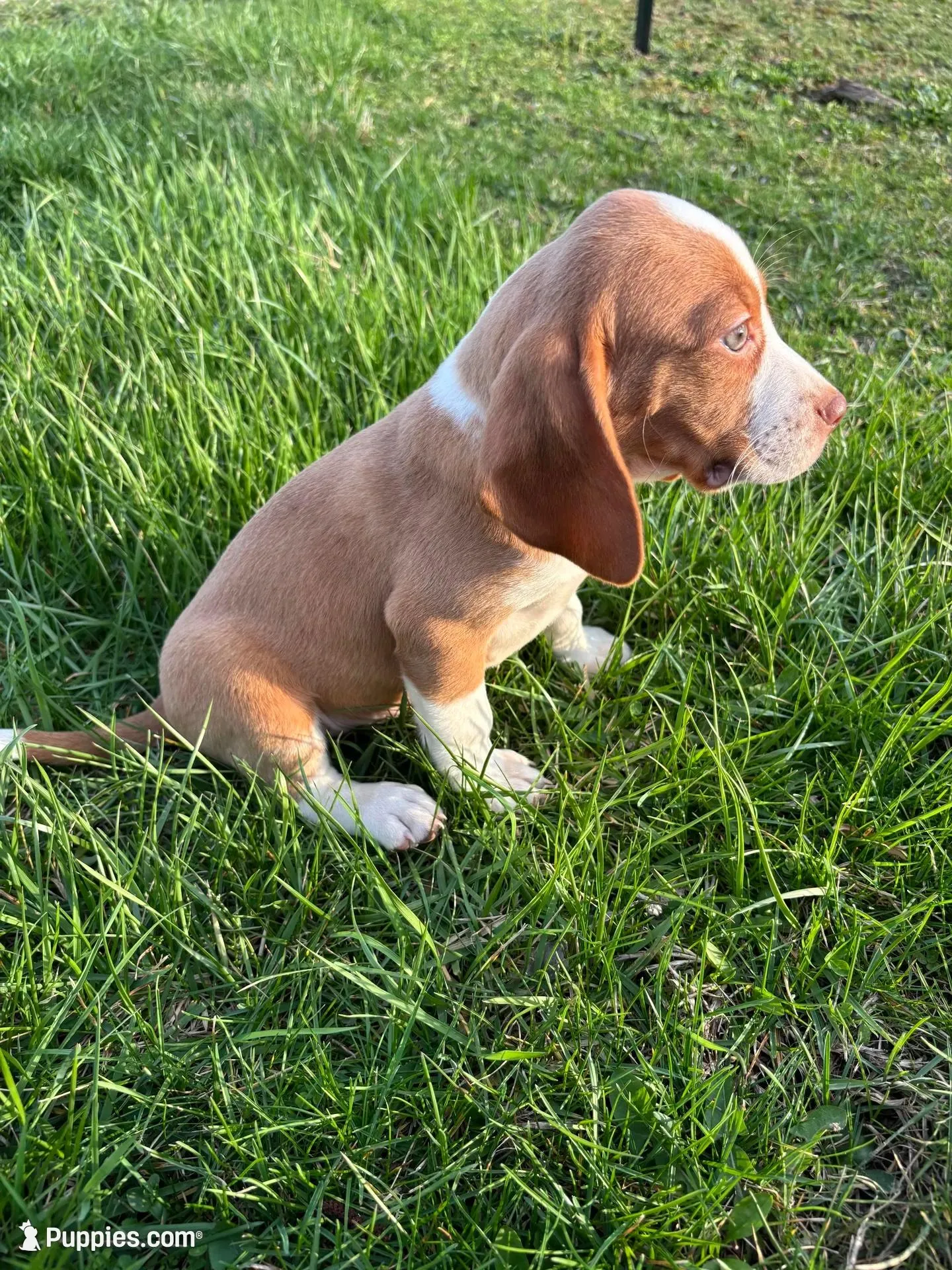 Goose, a male Beagle for sale in New Philadelphia, OH – Photo 2 of 8