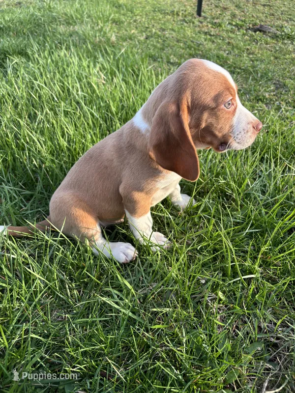 Goose – Beagle puppy for sale in New Philadelphia, OH