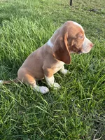 Goose, a male Beagle for sale in New Philadelphia, OH – Photo 1 of 8