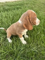 Goose, a male Beagle for sale in New Philadelphia, OH – Photo 4 of 8