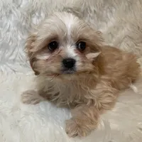 Blondie, a female Cavapoo for sale in New Philadelphia, OH – Photo 8 of 10