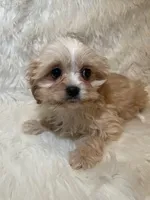 Blondie, a female Cavapoo for sale in New Philadelphia, OH – Photo 7 of 9