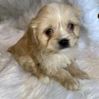 Blondie, a female Cavapoo for sale in New Philadelphia, OH – Photo 5 of 10