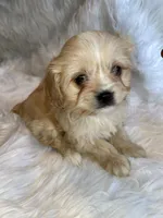 Blondie, a female Cavapoo for sale in New Philadelphia, OH – Photo 5 of 9