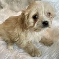 Blondie, a female Cavapoo for sale in New Philadelphia, OH – Photo 1 of 10