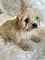 Blondie, a female Cavapoo for sale in New Philadelphia, OH – Photo 3 of 9