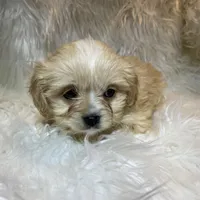 Blondie, a female Cavapoo for sale in New Philadelphia, OH – Photo 7 of 10