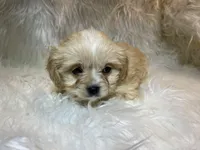 Blondie, a female Cavapoo for sale in New Philadelphia, OH – Photo 6 of 9