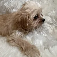 Blondie, a female Cavapoo for sale in New Philadelphia, OH – Photo 9 of 10