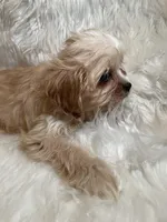 Blondie, a female Cavapoo for sale in New Philadelphia, OH – Photo 8 of 9