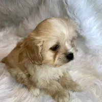 Blondie, a female Cavapoo for sale in New Philadelphia, OH – Photo 4 of 10