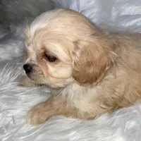 Blondie, a female Cavapoo for sale in New Philadelphia, OH – Photo 2 of 10