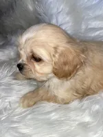 Blondie, a female Cavapoo for sale in New Philadelphia, OH – Photo 1 of 9