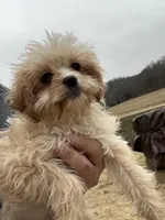 Blondie, a female Cavapoo for sale in New Philadelphia, OH – Photo 6 of 10