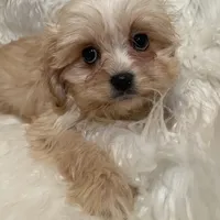 Blondie, a female Cavapoo for sale in New Philadelphia, OH – Photo 3 of 10