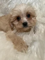 Blondie, a female Cavapoo for sale in New Philadelphia, OH – Photo 2 of 9