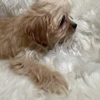 Blondie, a female Cavapoo for sale in New Philadelphia, OH – Photo 10 of 10