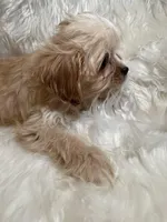 Blondie, a female Cavapoo for sale in New Philadelphia, OH – Photo 9 of 9