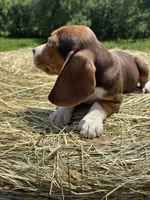 Macey, a female Beagle for sale in New Philadelphia, OH – 5 of 6