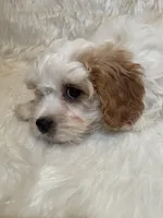 Chuck, a male Cavapoo for sale in New Philadelphia, OH – Photo 4 of 8