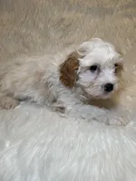 Chuck, a male Cavapoo for sale in New Philadelphia, OH – Photo 2 of 8