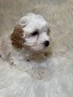 Chuck, a male Cavapoo for sale in New Philadelphia, OH – Photo 3 of 8