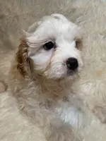 Chuck, a male Cavapoo for sale in New Philadelphia, OH – Photo 1 of 8