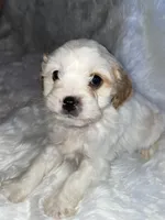 Chuck, a male Cavapoo for sale in New Philadelphia, OH – Photo 5 of 8