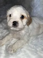 Chuck, a male Cavapoo for sale in New Philadelphia, OH – Photo 7 of 8