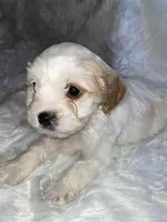 Chuck, a male Cavapoo for sale in New Philadelphia, OH – Photo 6 of 8