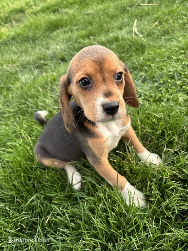 Macey – Beagle puppy for sale in New Philadelphia, OH